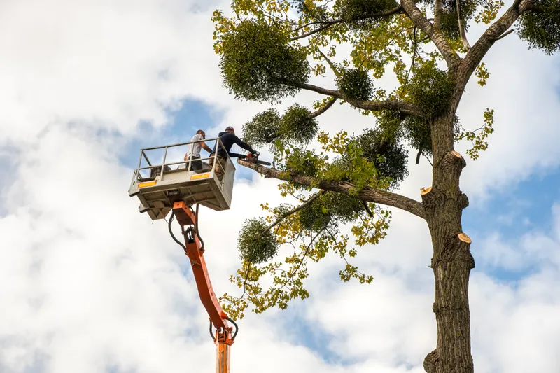 Tree Crown Thinning: Benefits & When to Prune