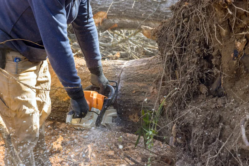 Deadwood Removal for Safer Trees | Hertfordshire Trees