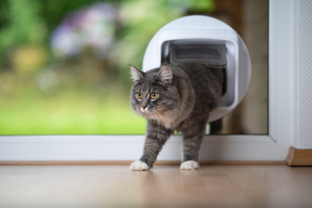 cat flap