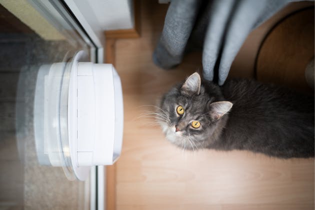 cat flap installation manchester