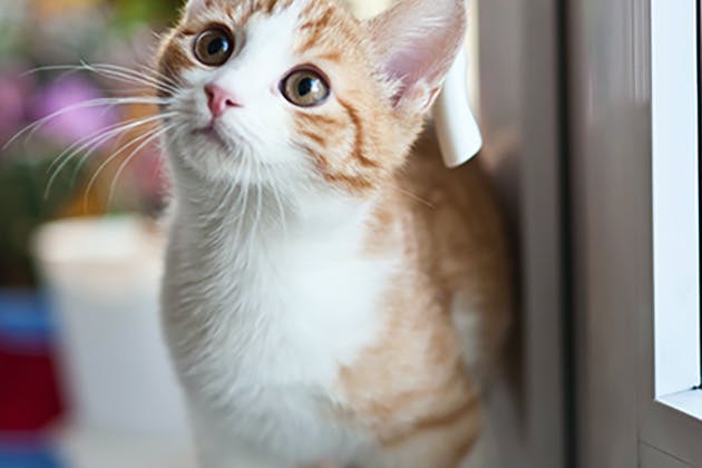 Cat Flaps Leeds