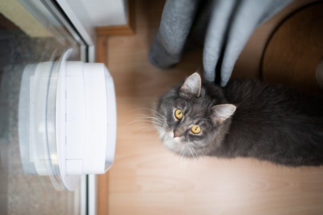cat flap mistakes to avoid